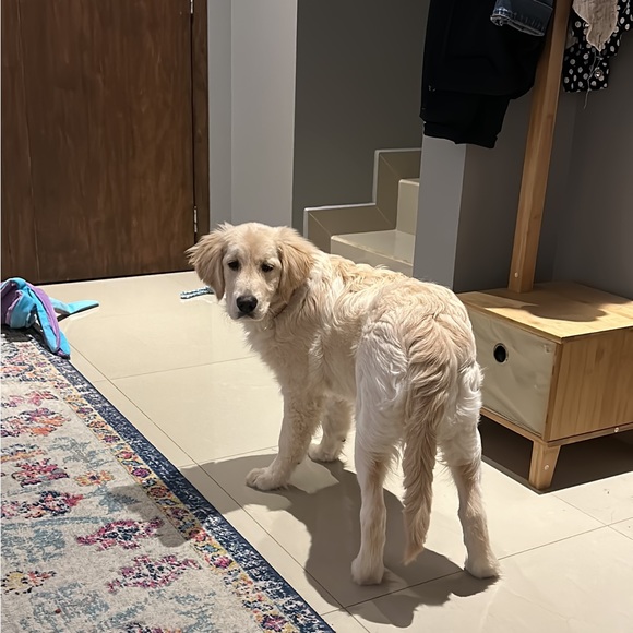 ❤️❤️PET LOVER❤️❤️ - Picture 2 of 2